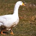Description and characteristics of geese of the Bashkir breed, rules for their breeding