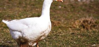 Beschrijving en kenmerken van ganzen van het Bashkir-ras, regels voor hun fokkerij