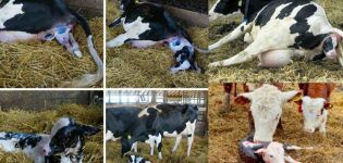Birth and care of twins calves and how to understand that there will be twins