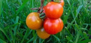 Charakteristika a opis odrody paradajok Lezhebok, jej výnos