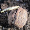 Ako pestovať a pestovať orech, pravidlá starostlivosti a metódy rozmnožovania