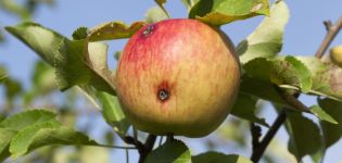 Kā rīkoties ar tārpiem āboliem un kad tos izsmidzināt, apstrādes noteikumi