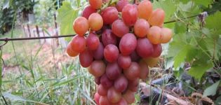 Vynuogių veislės Libijoje aprašymas, nokimo datos ir auginimo bei dauginimo ypatybės