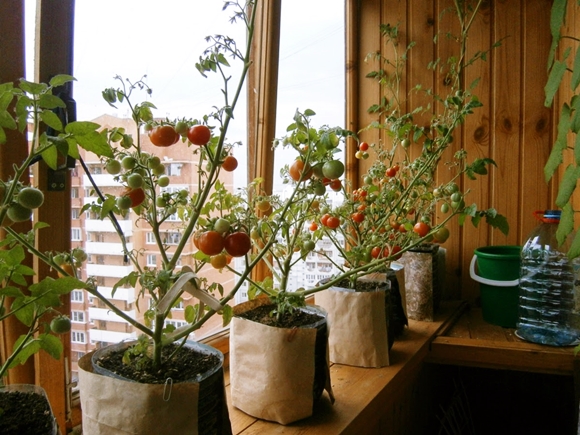 tomater växer i fönsterbrädan