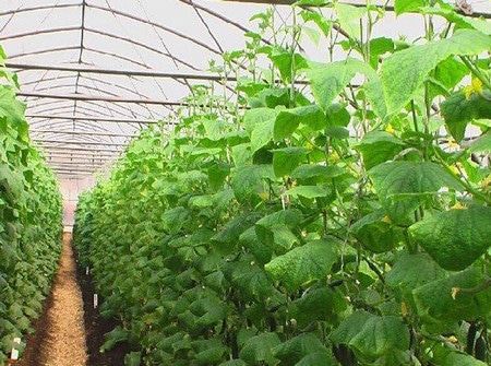 mga pipino sa greenhouse