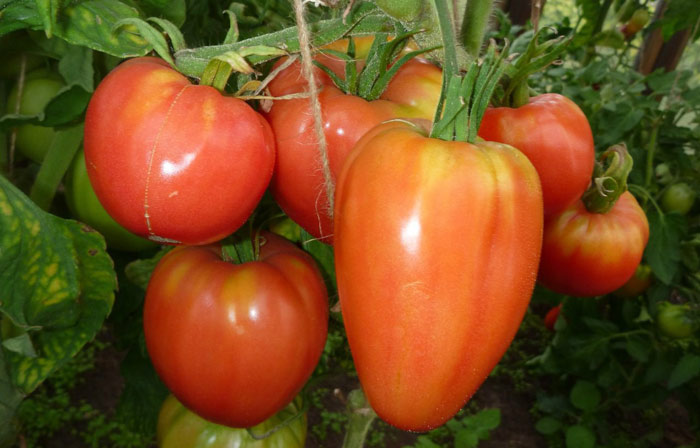 pomidorų didikas sode