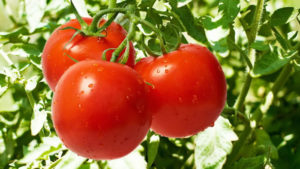 Kenmerken en beschrijving van het tomatenras Riddle, de opbrengst