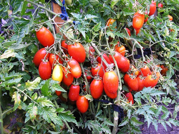 amerikāņu sudraba egles tomāts