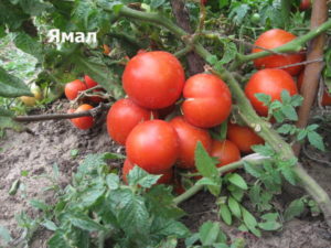 Caratteristiche e descrizione della varietà di pomodoro Yamal, la sua resa