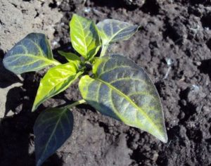 Vad man ska göra om en peppar har lila blad i ett växthus eller öppet fält