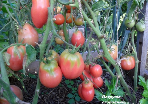 petržel rajče v zahradě