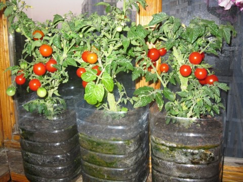 tomat på balkongen