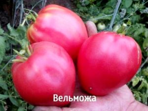 Caratteristiche e descrizione della varietà di pomodoro grande e della sua resa