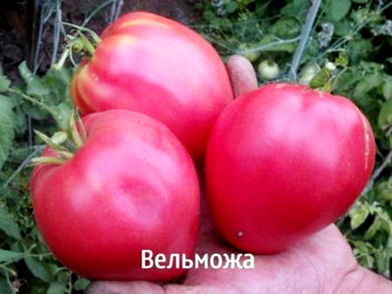 pomidorų kilmingo išvaizda