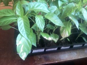 Waarom zijn de peperblaadjes wit geworden na het planten in de volle grond of kas en wat te doen?