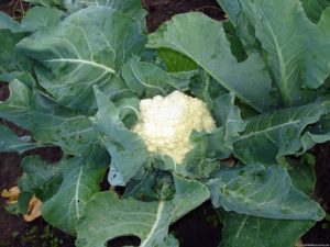 Ako pestovať a starať sa o karfiol vonku