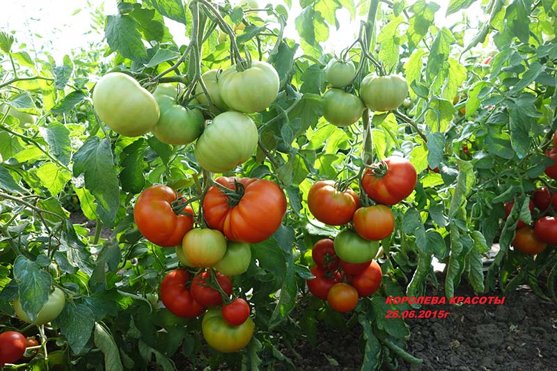 pomidorai iš myazina