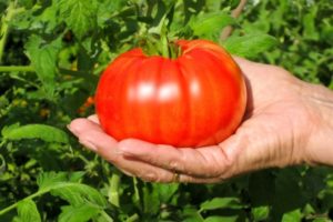 Pomidorų veislės „Beefsteak“ aprašymas ir pagrindinės jo savybės