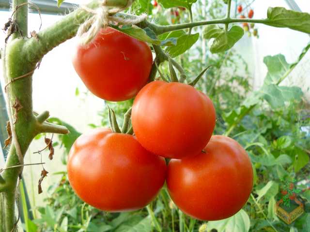 tomato ekaterina the great in the greenhouse