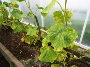 Control measures in the treatment of folk remedies for peronosporosis of cucumbers