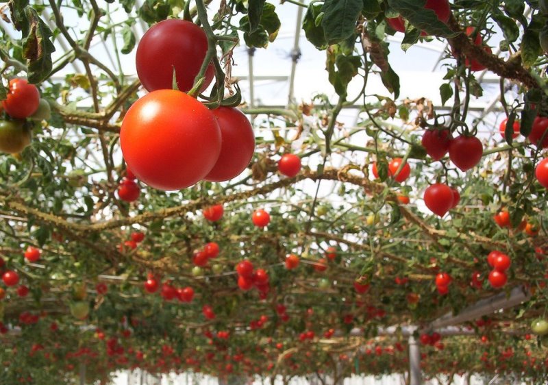 pulpo tomate en invernadero