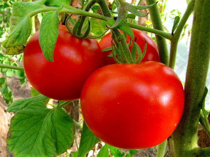 Tomaten Aussehen Moskau Lichter