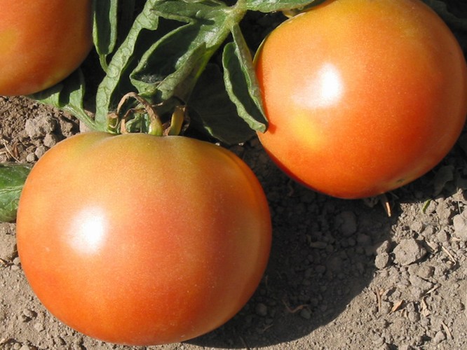 paradajka ekaterina skvelý vzhľad