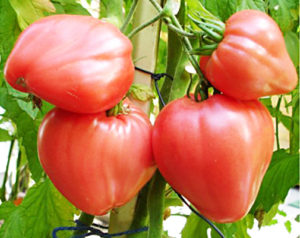 Produktivitet, egenskaper och beskrivning av Bull's Heart-tomatsorten