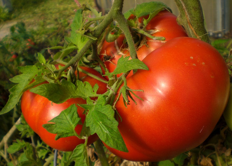 rajčata na větvi