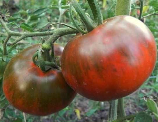 Tomaten schwarzer Prinz im Garten