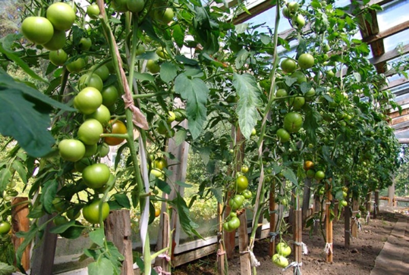 rajče ve sklenících
