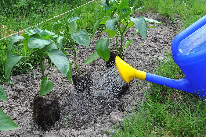 peper in de tuin water geven