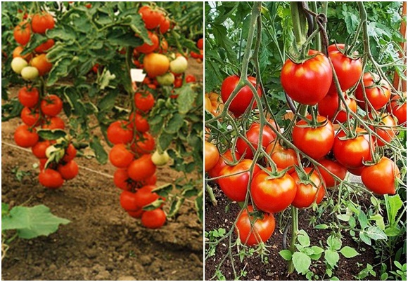 išvaizda pomidorų intuicija