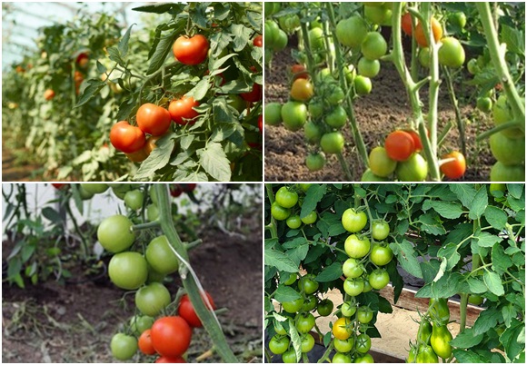 variëteiten van tomatenintuïtie