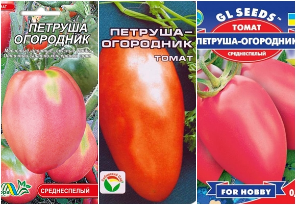 tomaatin siementen persilja