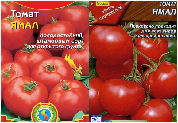 pomidorų sėklos Jamalas