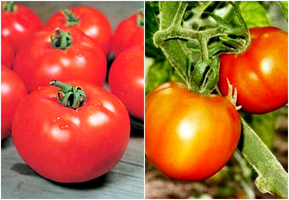 Aussehen von Tomaten Alpatiev
