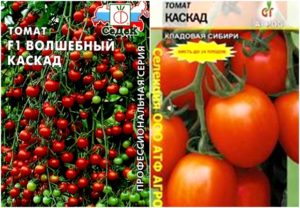 Egenskaber og beskrivelse af tomatsorten Cascade, dens udbytte
