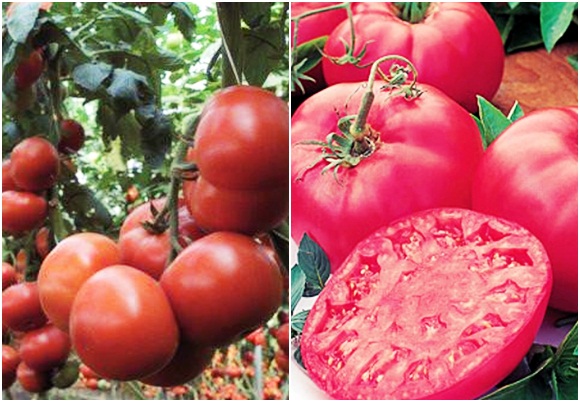 paradajka tretyakovsky vnútri