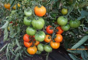 Egenskaper och beskrivning av författarens tomatfrön från uppfödaren Myazina