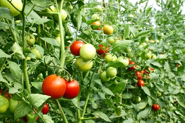 đèn cà chua của Moscow trong vườn