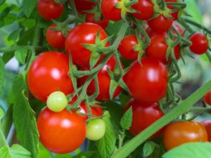 Kenmerken en beschrijving van het tomatenras Intuïtie, de opbrengst