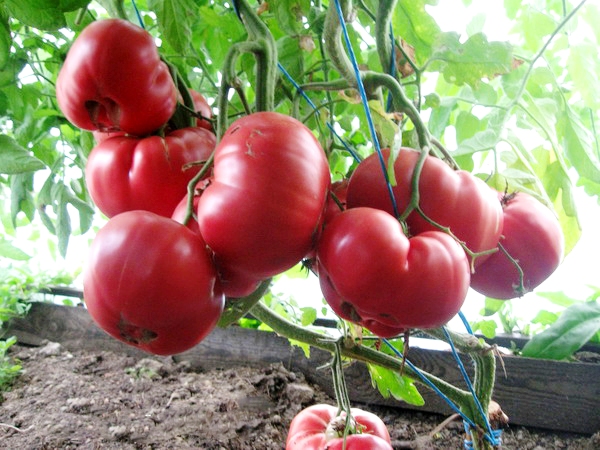 tomate buisson rose miel