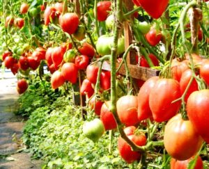 Pomidorų veislės savybės ir aprašymas Žemės stebuklas, derlius ir auginimas