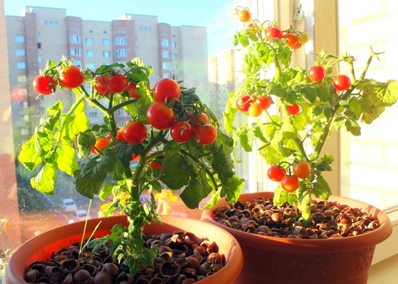 vyšniniai pomidorai balkone