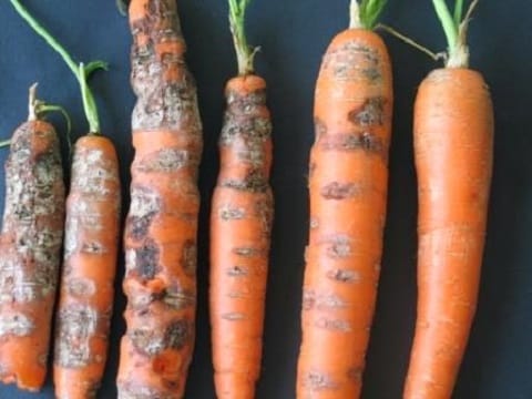 phomosis des carottes