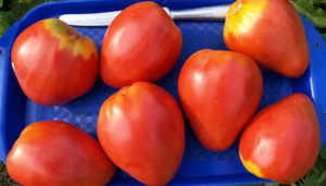 Características y descripción de la variedad de tomate Buffalo Heart, su rendimiento