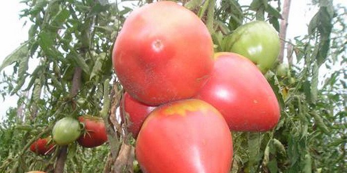 varietà di pomodoro
