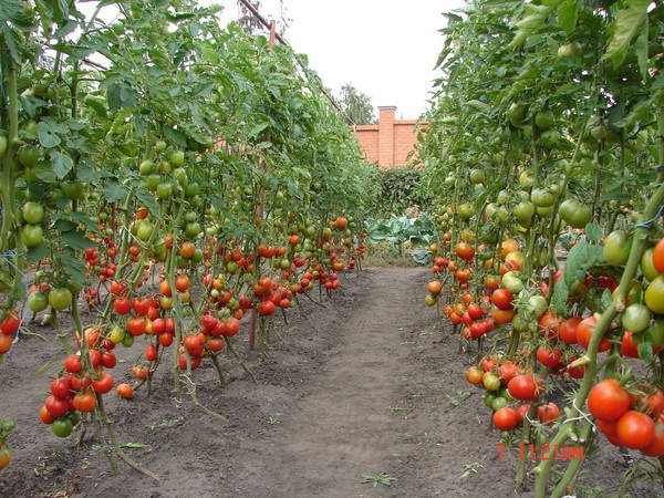 vysoké paradajky v záhrade