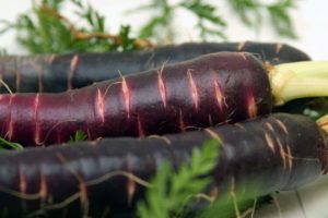 Juodųjų morkų naudingosios savybės ir auginimas